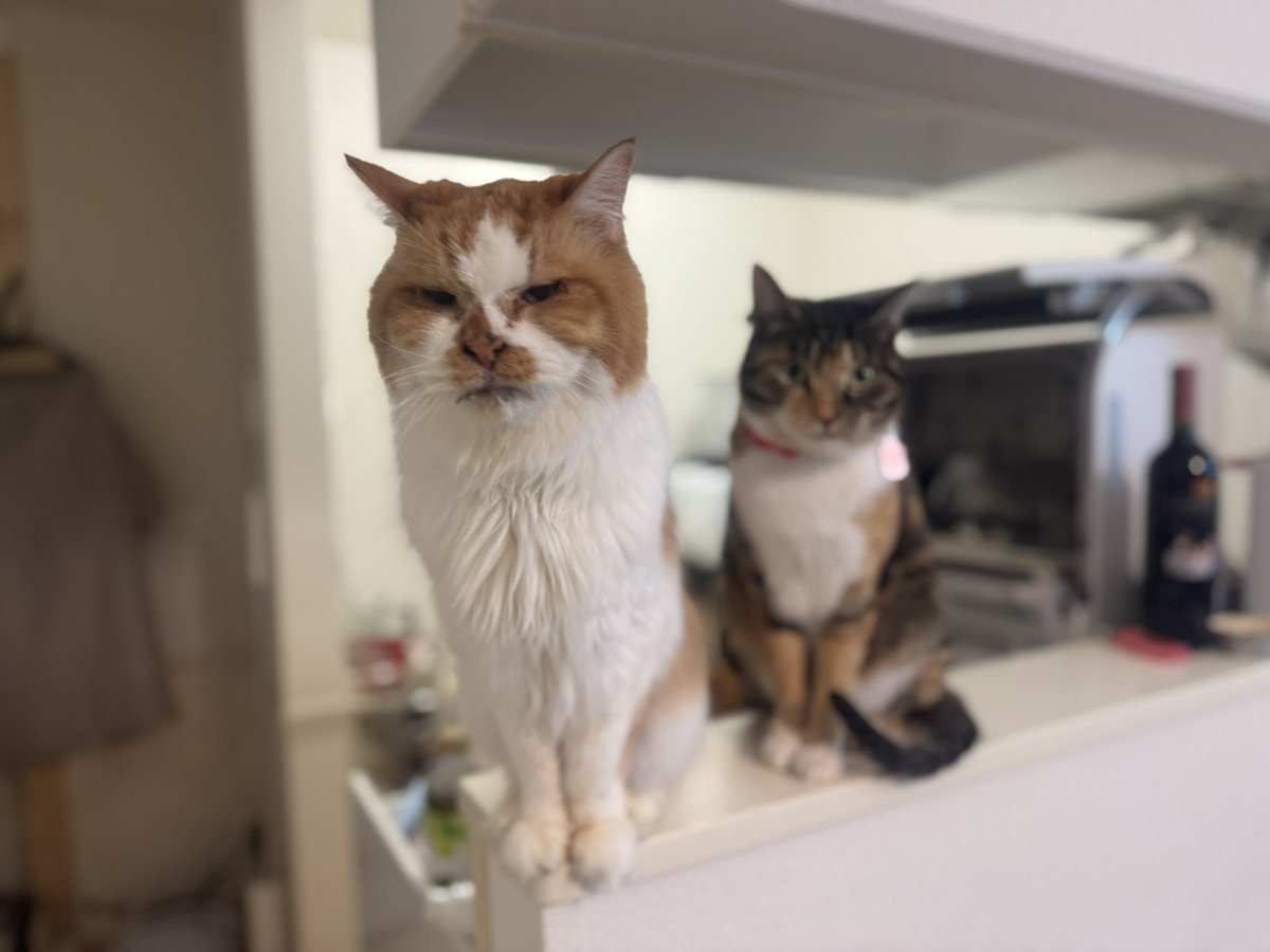 明けましておめでとうございます🤲
お猫さん共々よろしくお願いいたします🐱🐱