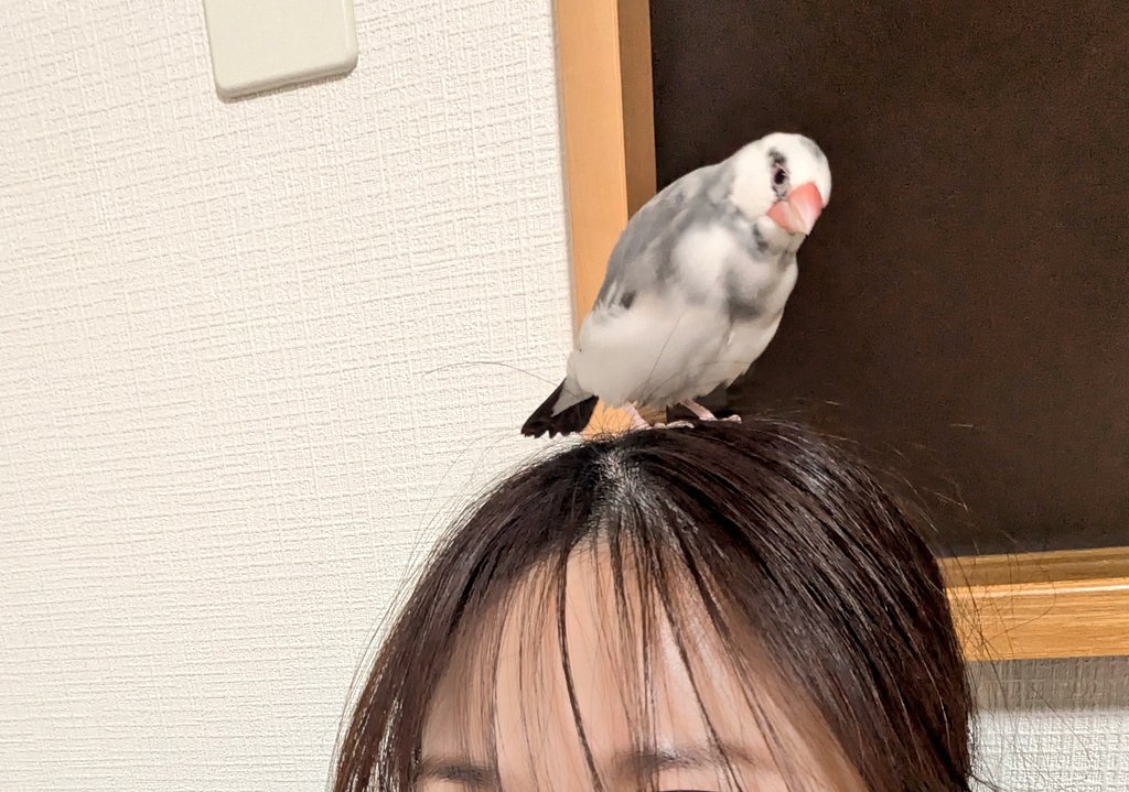 Q41910519's tweet photo. 🎍あけましておめでとうございます🎍 https://t.co/A4lETex336