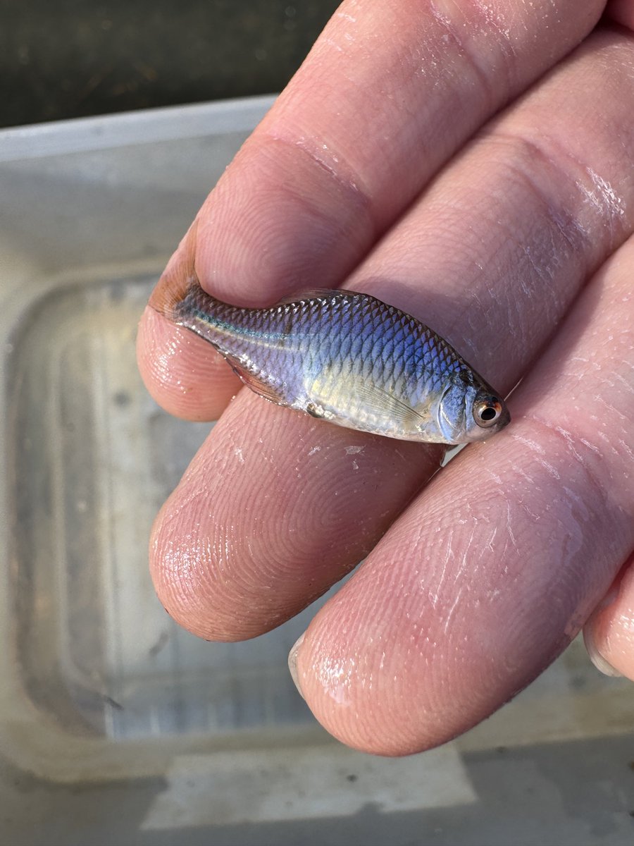 yasufishingch25's tweet photo. タナゴ釣り最高😆 https://t.co/eYOVwlWdCb