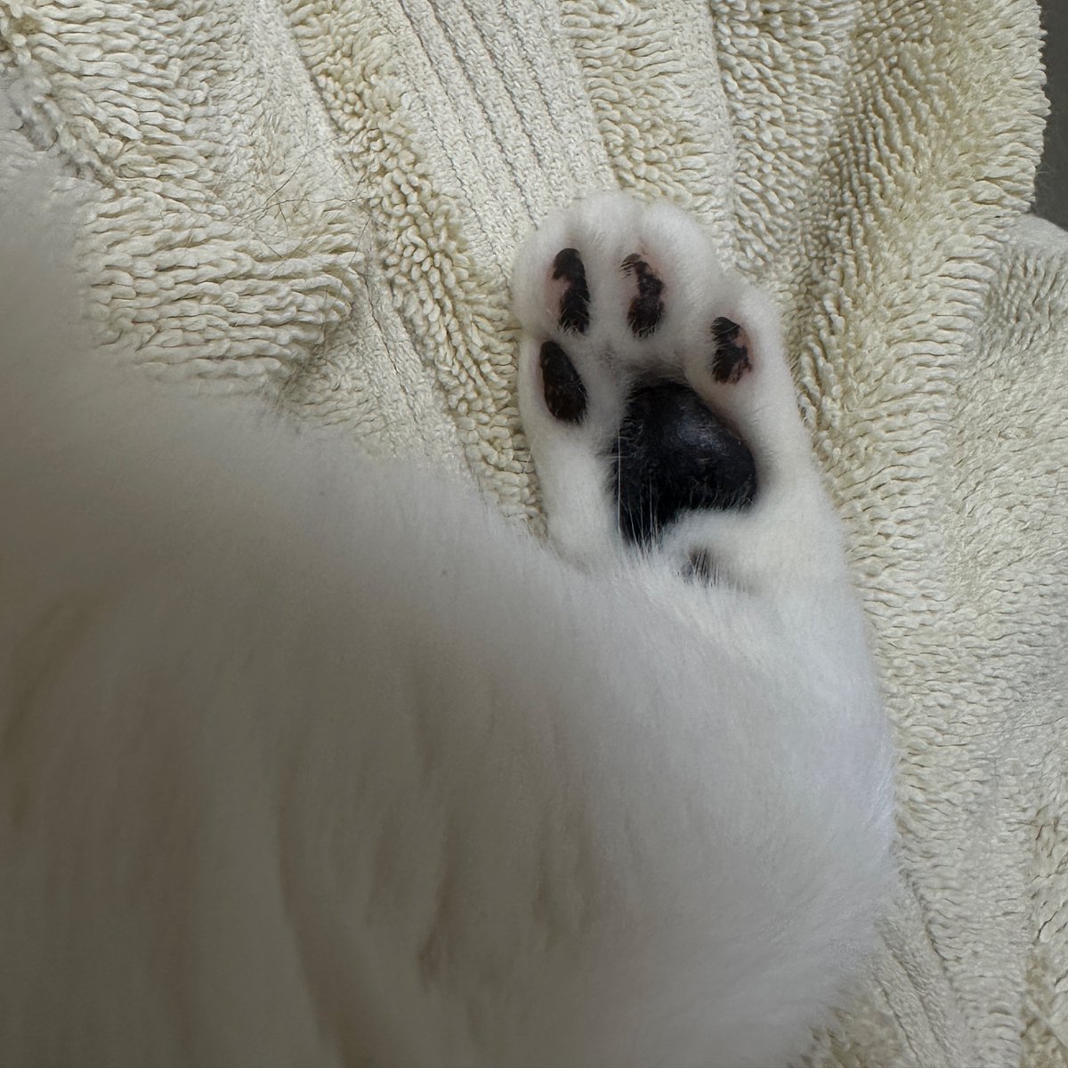 pibblekibble's tweet image. 