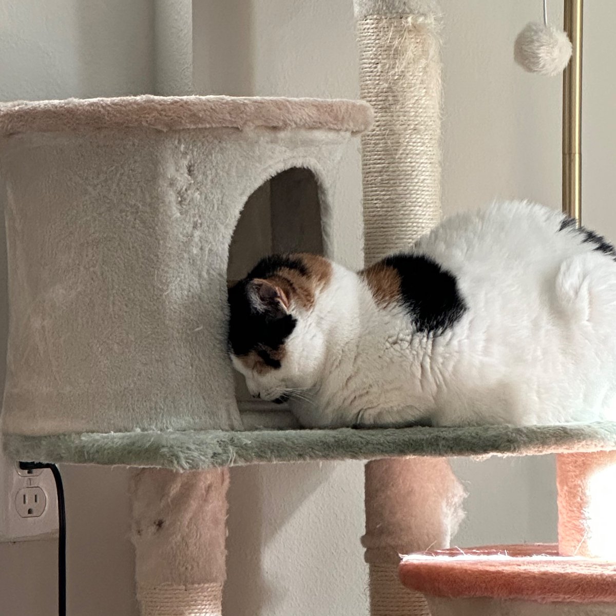 pibblekibble's tweet image. 