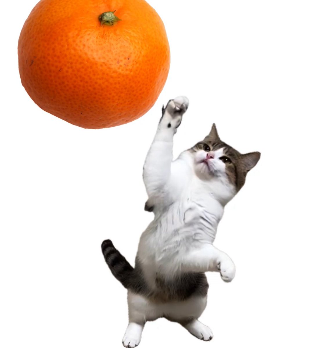 ニコちゃんとこたろう先生とトロとわさび姐さん (@nikoandkotatoro