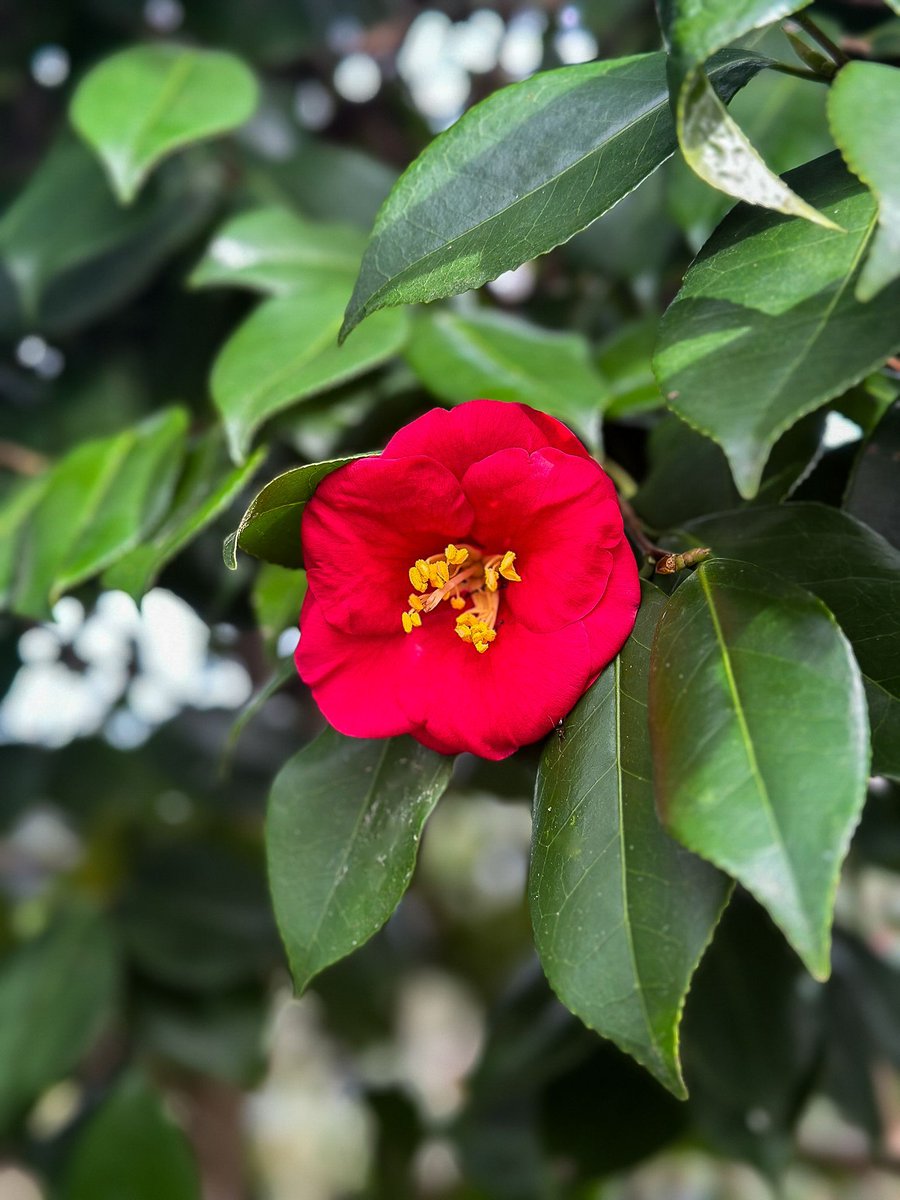 Brookgreen Gardens tweet media