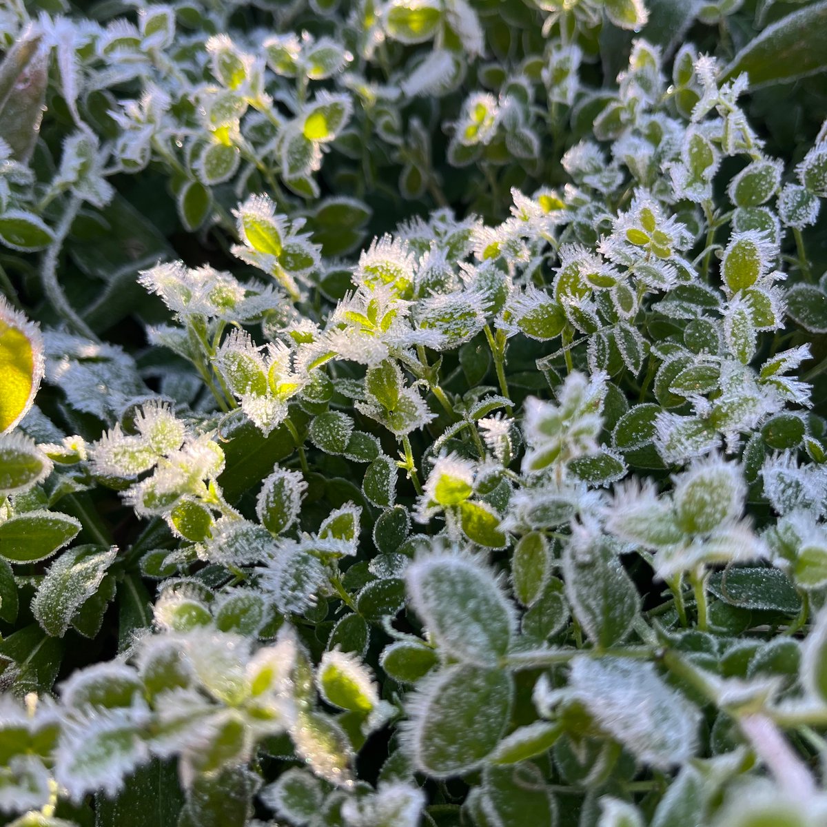 新年あけましておめでとうございます！
清々しい空気の中、朝から近くの氏神さまに初詣してきました。道すがら草むらの日陰にはまだ霜が降りていて、光にきらきらとしている。空、あかるい方へ。やっぱり美しいものばかりです世界。