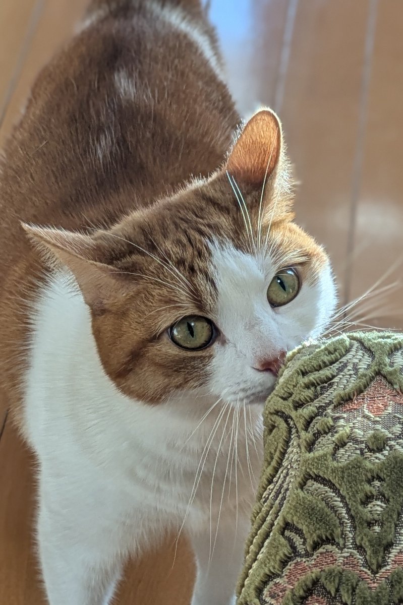 う*す様 うぐいす Shintenchikaibyaku Shuudan- ZIGZAG new digital single: “Requiem