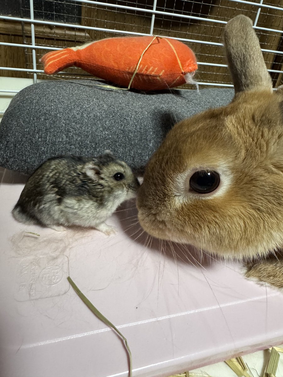 うー玉 (@usagon3333) / Posts / X