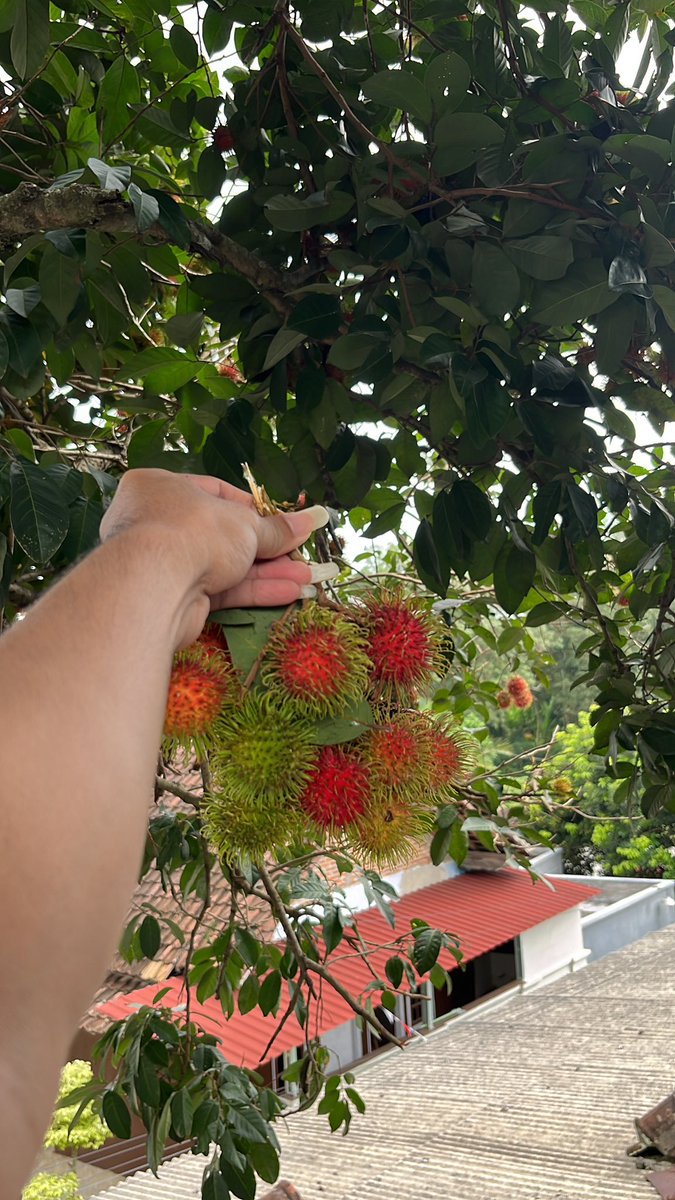 Day 1 Tahun 2026
Nyuri rambutan dikos orang 🤣

#DifferentHere