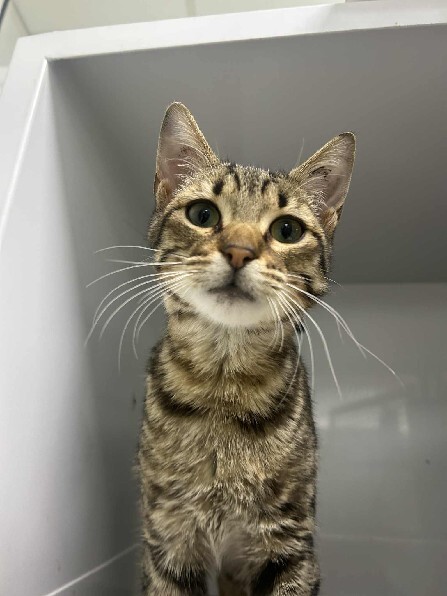 vigipets's tweet image. 🟢 🐱 Chat trouvé le 25/12/2025 à MARSEILLE 14 (13).
Mâle / Identifié(e) : Non

☎️ 04 88 60 16 16
📧  marseille@sacpa.fr

#VigiPets #chatperdu #chattrouve #chat #perdu #trouve