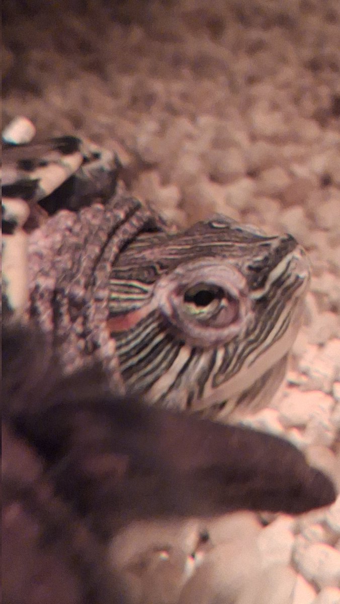 Happy new year from a sleepy Mrs Tuttles 💤💤💤