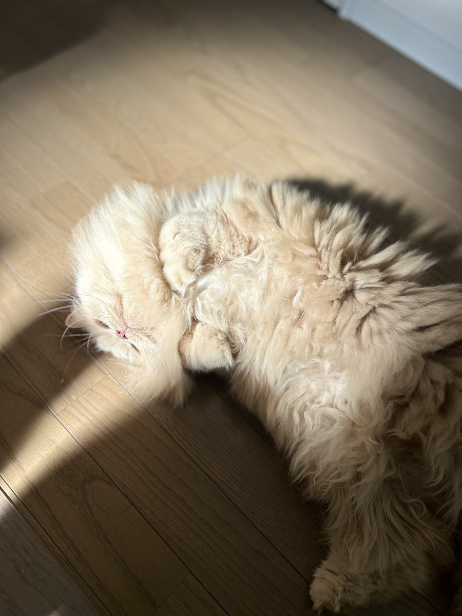 guripuru's tweet photo. 明けましておめでとうございます😊

年末は帰省していたので、旦那にお世話丸投げ

あれからグリくんは調子いいのか
元気そうです😄
こりゃ薬貰いに行く時に先生にまた驚かれるかな？

#猫好きさんと繋がりたい #黒猫  #猫のいる暮らし #猫のいる生活  #茶トラ #黒猫 #キジトラ #セルカークレックス https://t.co/LkO5Ym7EpP
