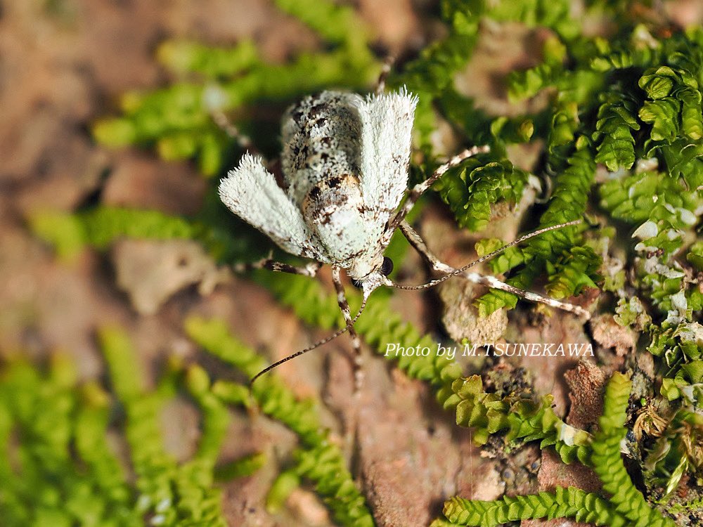 Photoinsect's tweet image. あけましておめでとうございます
今年もよろしくお願いします

新年始めの虫はイチモジフユナミシャク♀です！
毎年冬の夜に一人でフユシャク探しに森に行くと、寒い中何してるん？と問いかける自分もいますが、こういうの見つけると全て吹き飛んで幸せです！笑
#フユシャク