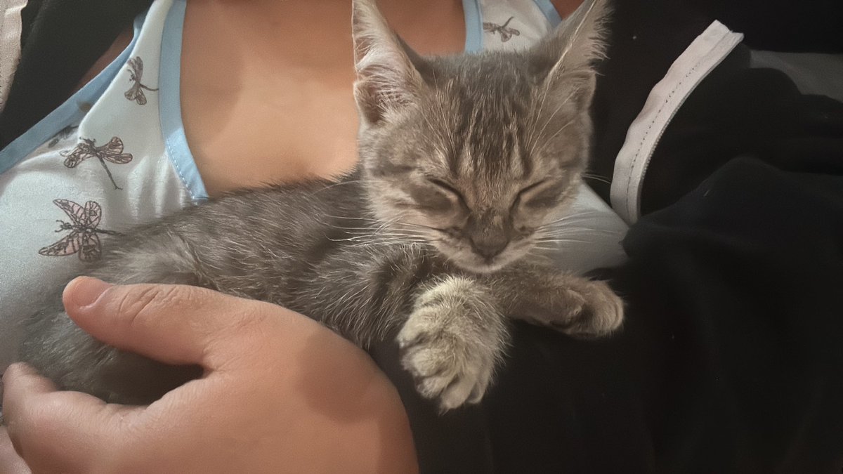 __dvs's tweet image. happy new year. we start 2026 with an addition to the family

welcome, Loki🖤