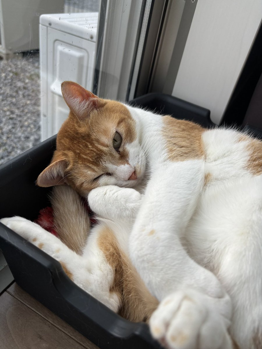 atene_mp's tweet photo. 元旦やけどやることなーい！
ハッピーニューイニャー🐱
#猫 https://t.co/yhCEk96pUV