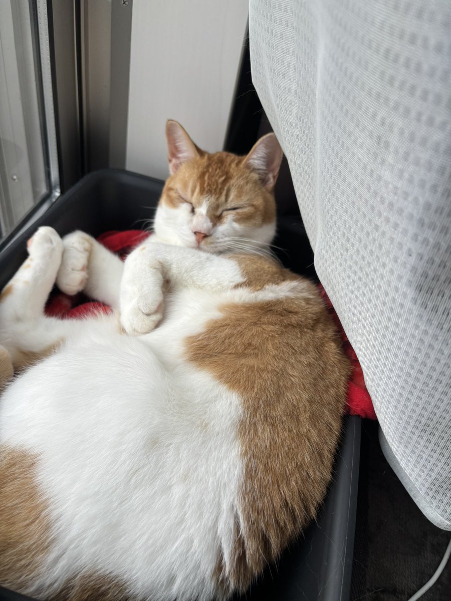 atene_mp's tweet photo. 元旦やけどやることなーい！
ハッピーニューイニャー🐱
#猫 https://t.co/yhCEk96pUV