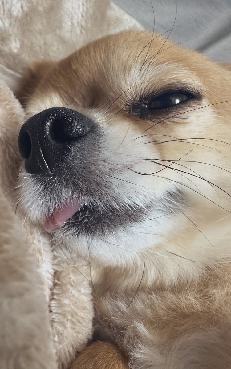 jake92841's tweet photo. 今年もよろしくワンッ🐶withもぬ

#あけましておめでとう2026 
#チワワ
#犬好き https://t.co/7kFt8PqUE5