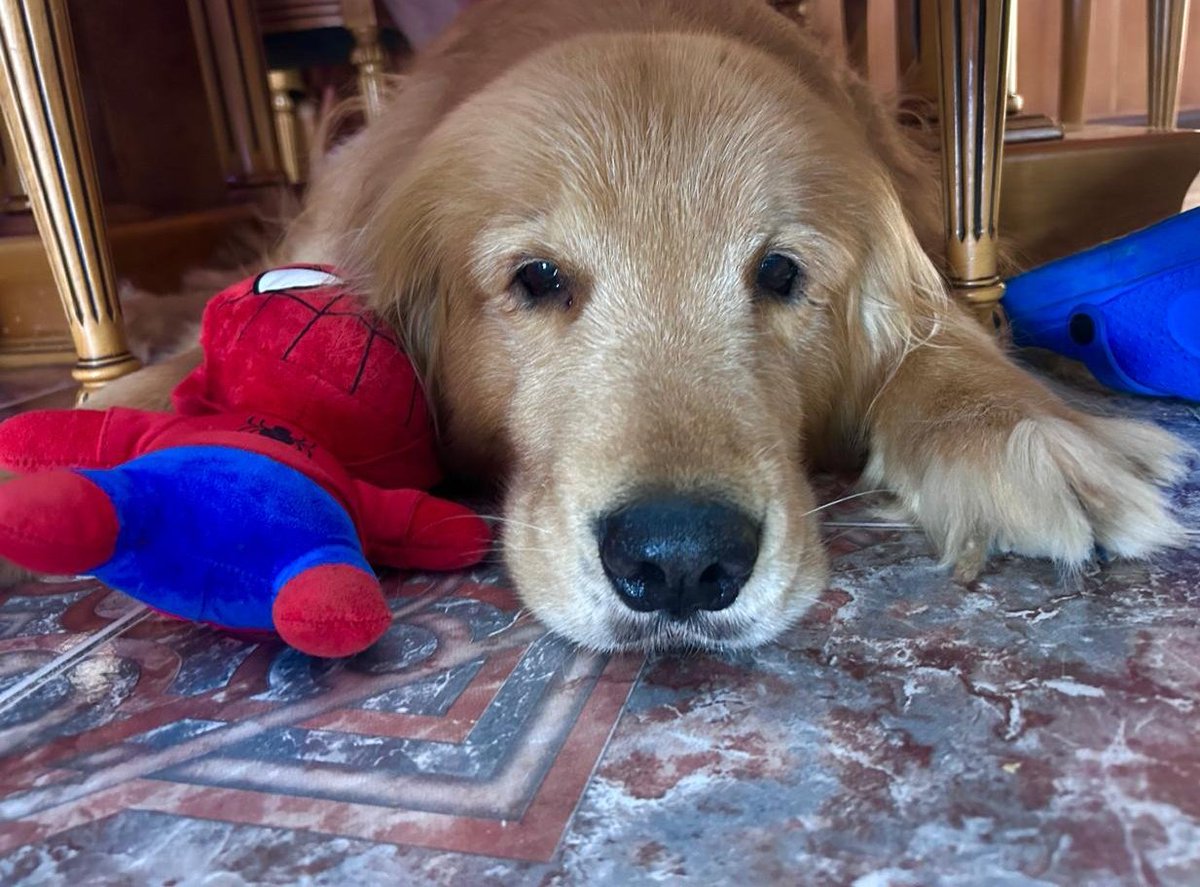 Simón no entendía por qué estábamos chocando copas a las 12 así que trajo su peluche y le tuvimos que chocar la copa contra el peluche para hacerlo parte del brindis jajajs más inteligente que muchos que conozco