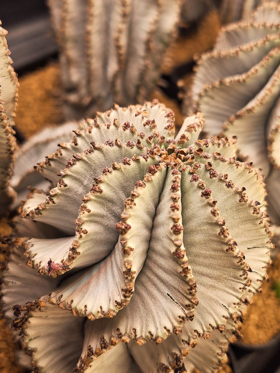 たかし tweet media