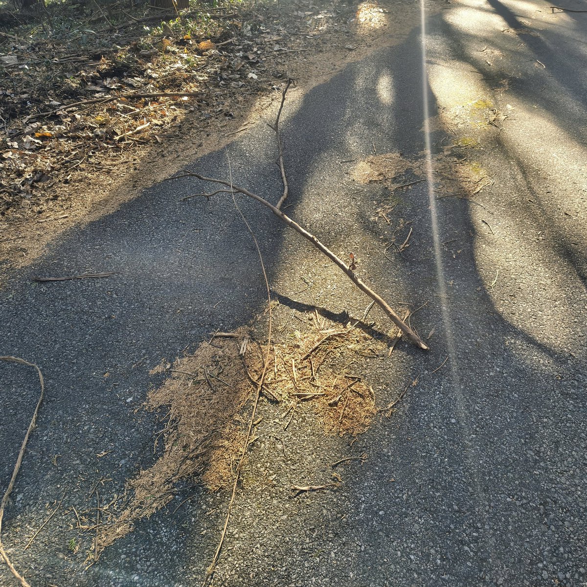 特価黙示録🐷🐽エロ豚クズお🐽🐷 tweet media