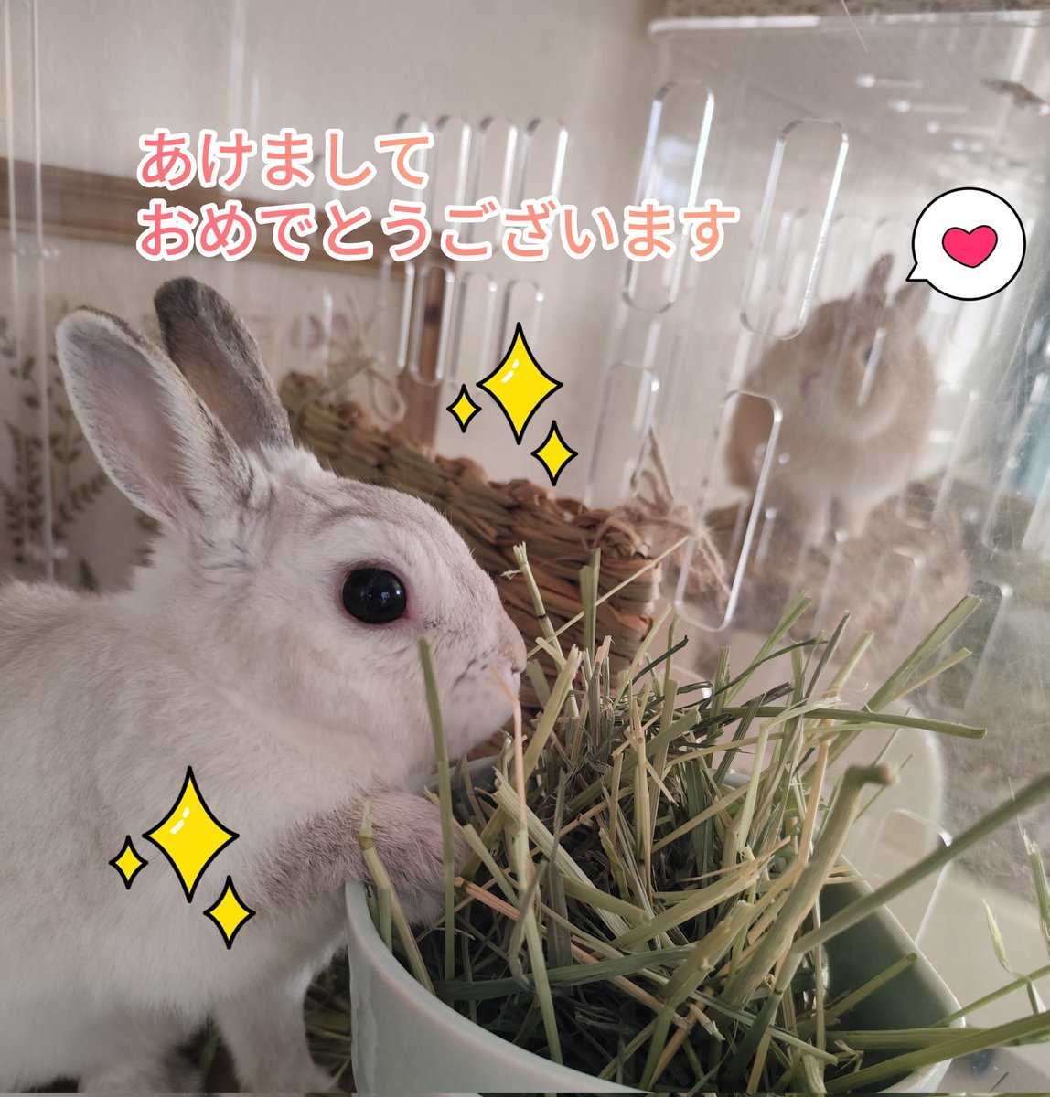 みなさん昨年は大変お世話になりました！
本年も宜しくお願い致します🐎
頻繁ではないかもですが ゆきんこ しらゆき こっぺの様子も見てあげてください🫶🏻
できる限りみなさんのうさちゃん達にも癒されにきますね♡