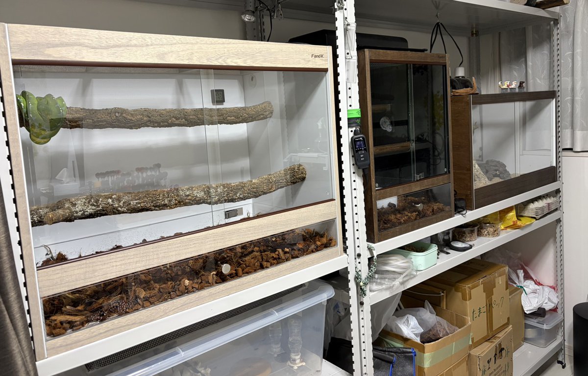 84hasi　ＦandＫ爬虫類木製ケージ　pieni グレー FandK爬虫類木製ケージ 特価品！ 針葉樹タイプ 800×400×400