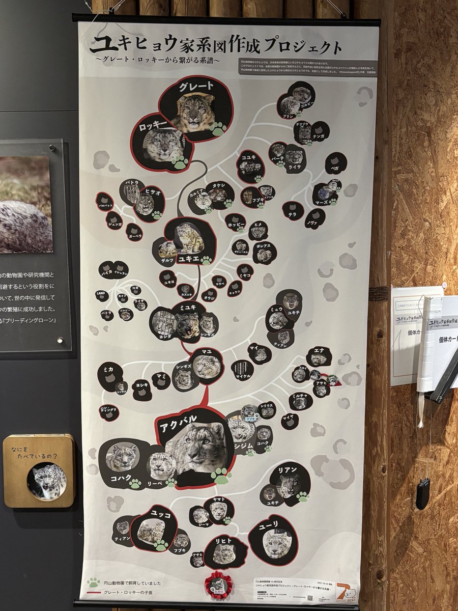 1月です。ユキヒョウの恋の季節がやって来ました。  ヒカリちゃんの寝室に付ける黒の遮光カーテン、昨年🎄に園に納品されています。ヒカリちゃんが落ち着いた環境で暮らせますように。 #ユキヒョウ  #円山動物園 #ユキヒョウ家系図作成プロジェクト, image size:900x1200