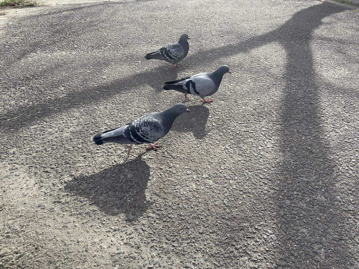 あずきん (@azkn1139) / Posts / X