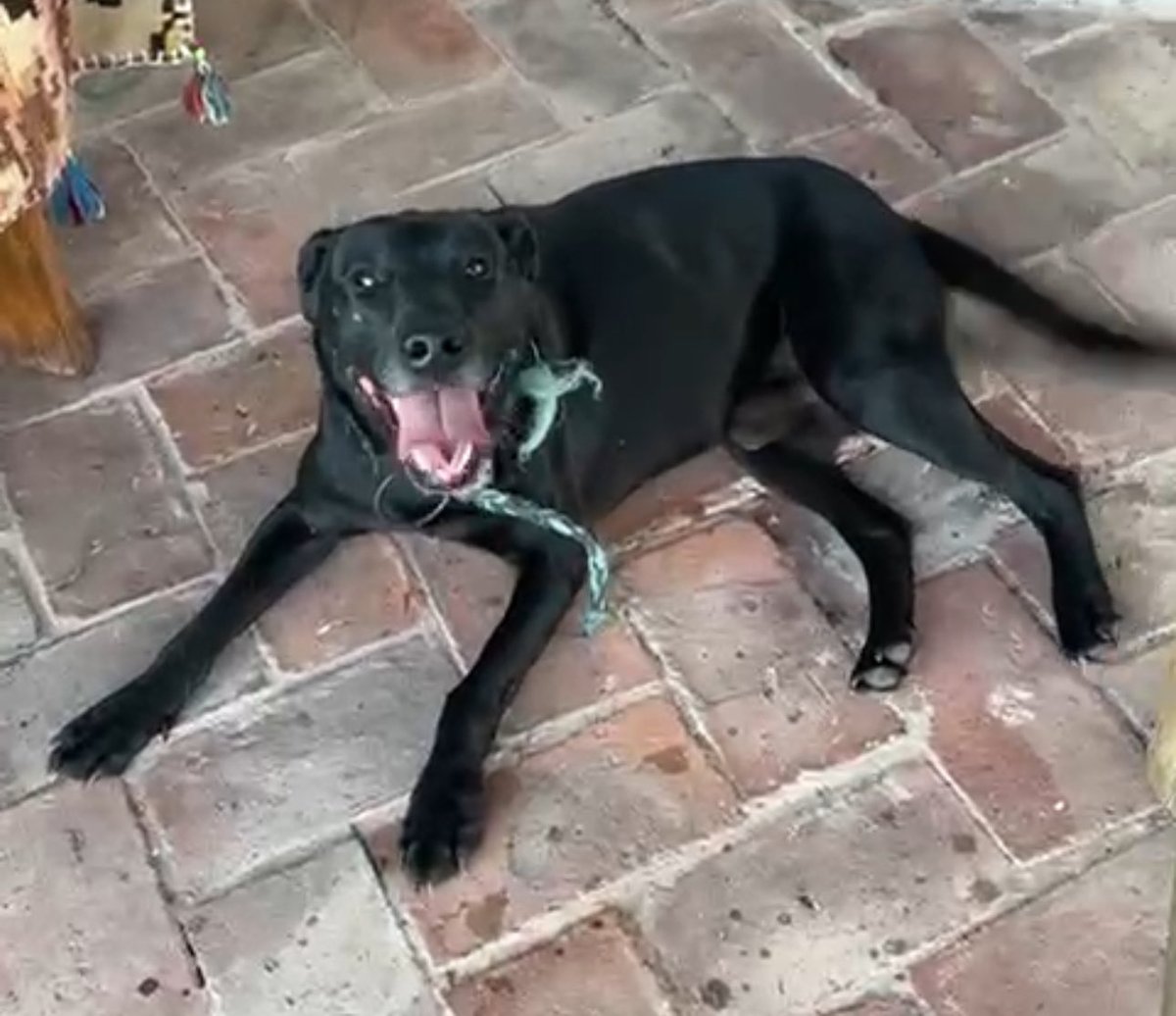 Apareció un perro perdido en las cercanías de Chascomus. Está bien cuidado y es súper bueno. Me ayudan con un RT a encontrar a su familia?