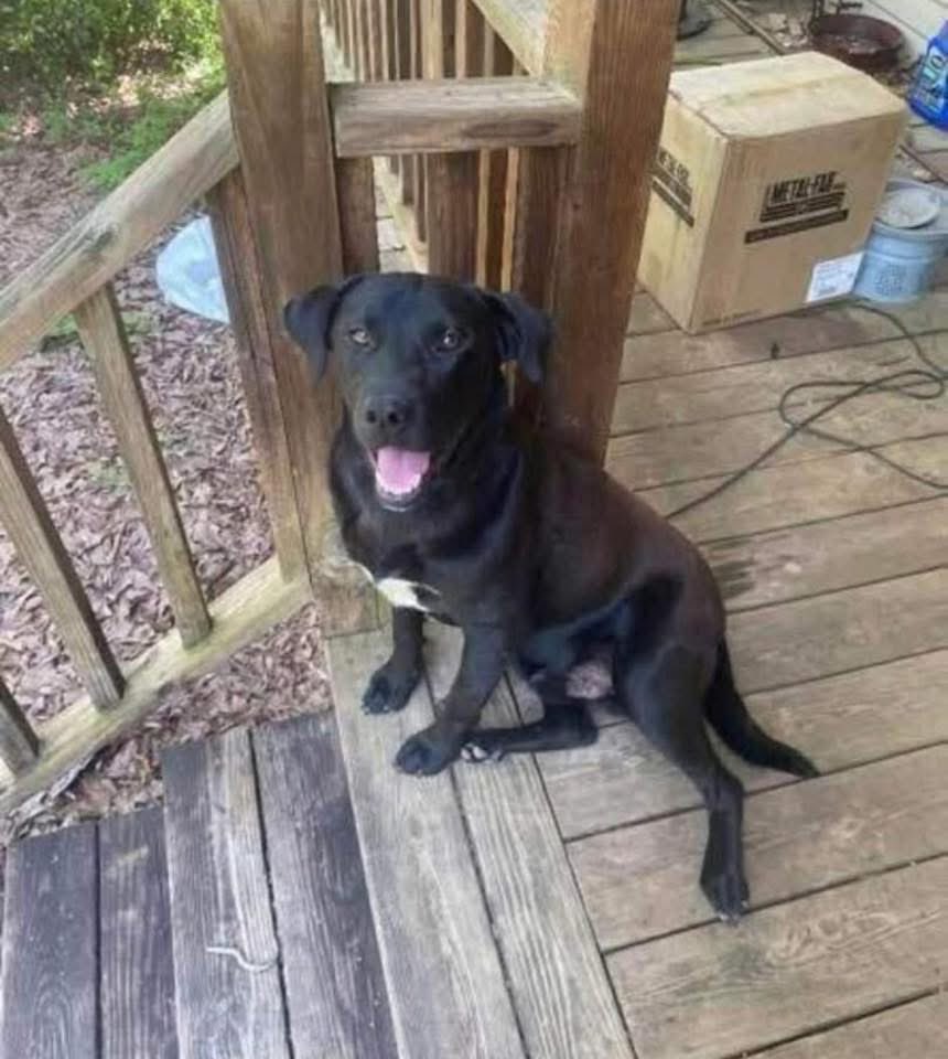 901Lulu's tweet image. Johnathan Everett Boley (4) was last seen around 11:30am in Jasper, Alabama, in the 7000 block of Highway 195. He was wearing a yellow Mickey Mouse shirt, black pants, and Paw Patrol shoes. Possibly with the dog pictured below. He is believed to be in danger. Please share.…