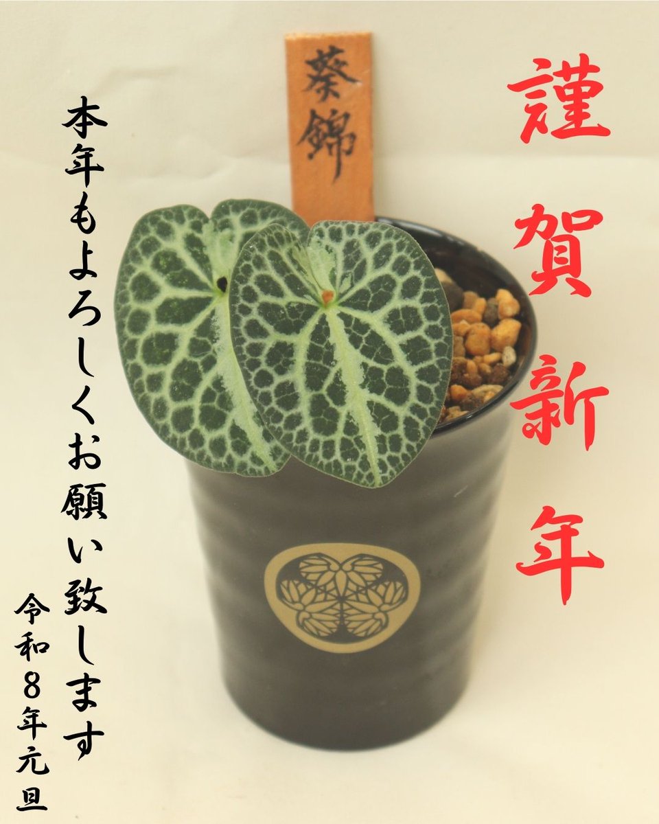 激レア模様！大輪寒葵 タイリンカンアオイ 古典園芸植物 激レア模様！大輪寒葵 タイリンカンアオイ 古典園芸植物 【公式通販】