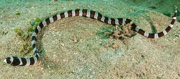 pattayascuba's tweet image. Banded Snake Eel

Myrichthys colubrinus has alternating black and white (sometimes pale yellow) bands running the full length of its body - a kind of Batesian mimicry based on a strong likeness to those seen in the venomous banded sea krait.
#scubadiving

private-scuba.com/sea-life/marin…