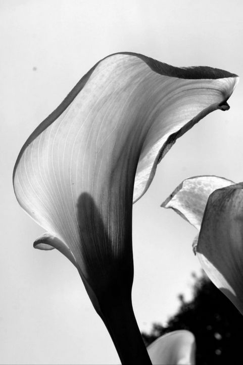 Art of the Day! "Ladies". Buy at: ArtPal.com/Regina?i=18591…