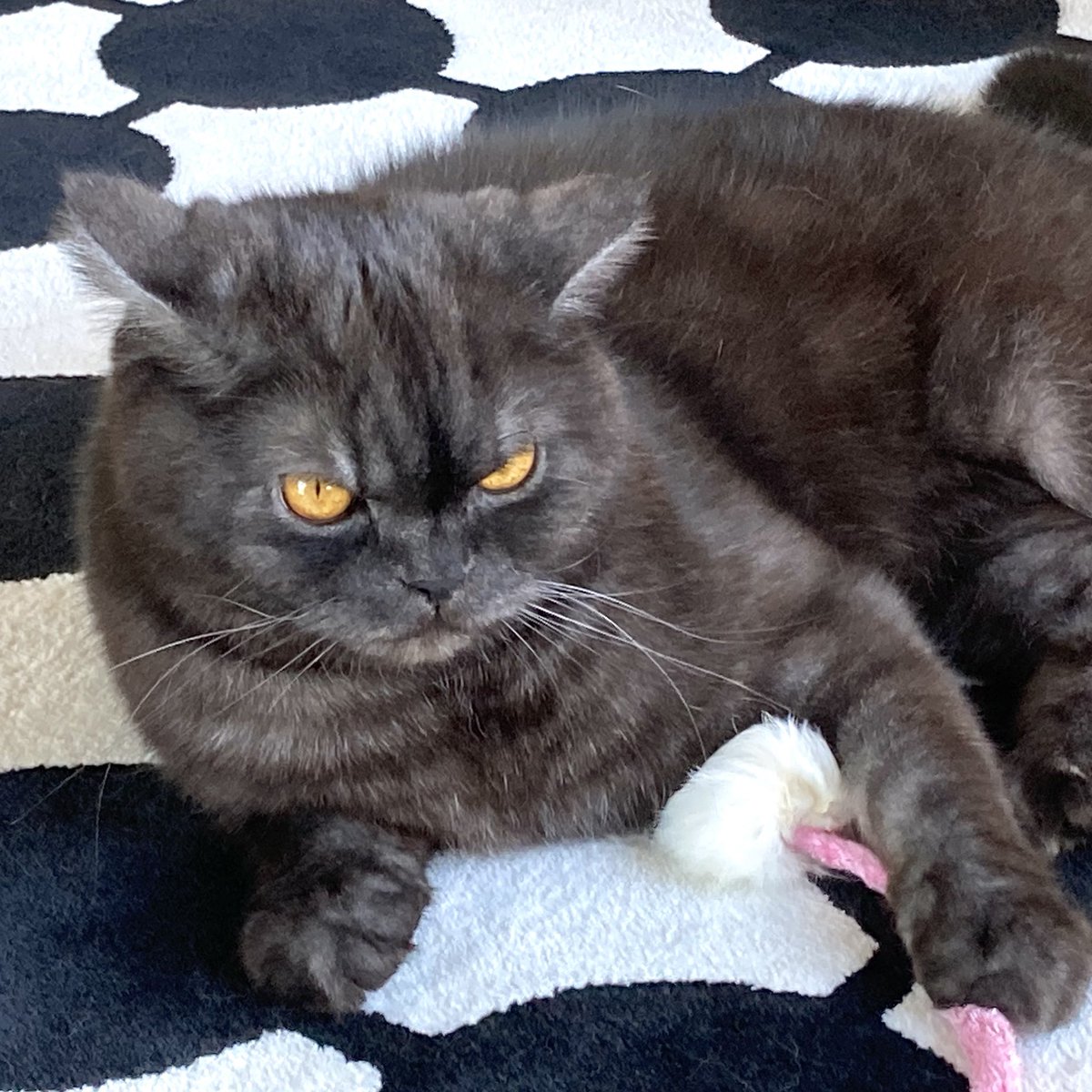 mkSplash's tweet photo. あけましておめでとうございます！
今年もよろしくお願いいたします🐈 https://t.co/ivhXWMommc