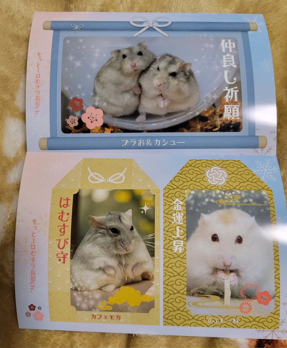 はむ@もっと！はむチラ長屋ch. (@86star2020) / Posts and Replies / X