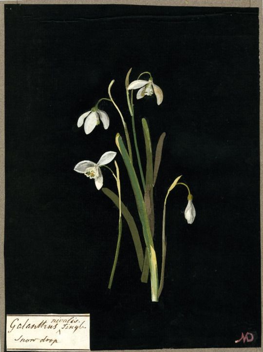 The snowdrop is a messenger of the seasons, the darkest moment of winter has passed. It is a messenger of hope. #January1st #NewYearsDay

Mary Delany, Galanthus Nivalis, Single Snowdrop, 1777 #womensart