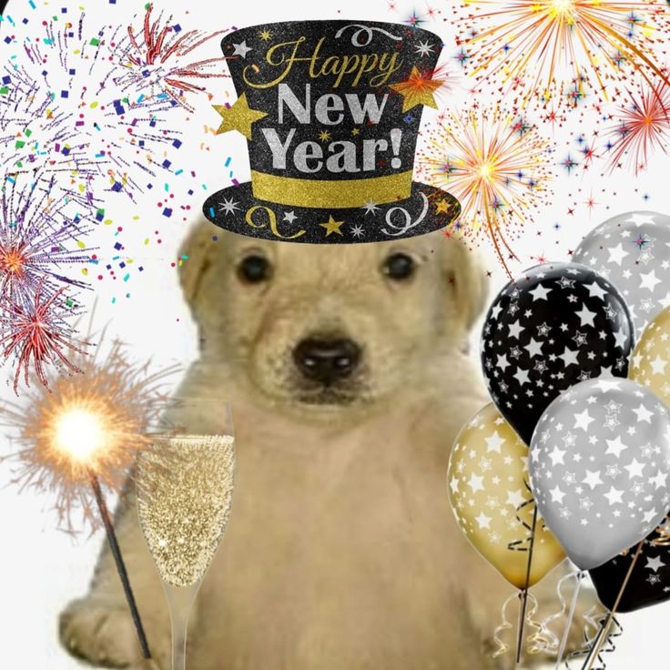 caninepoetry_'s tweet image. 