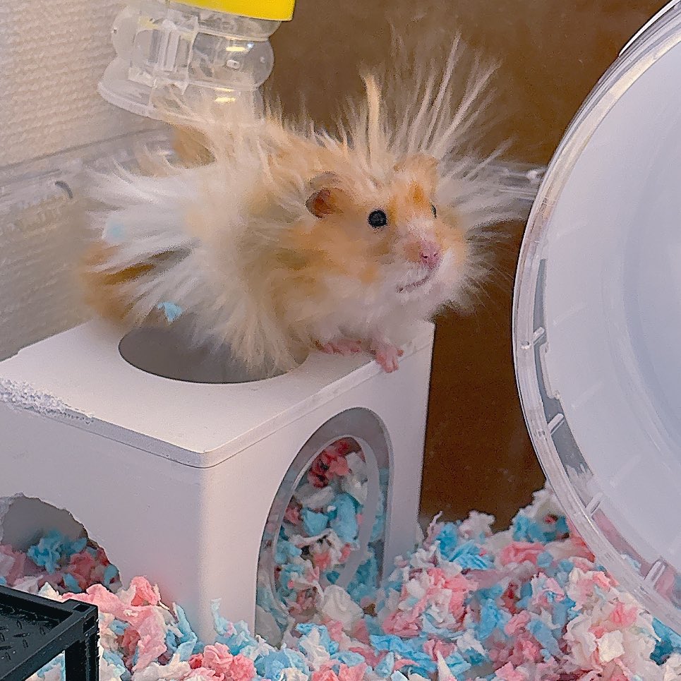 イラガの幼虫かと思った