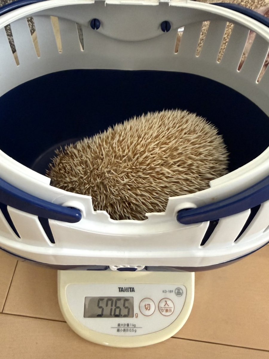 ハリネズミ Amazon.co.jp: Yoshitoku 180117 Hedgehog : Toys & Games