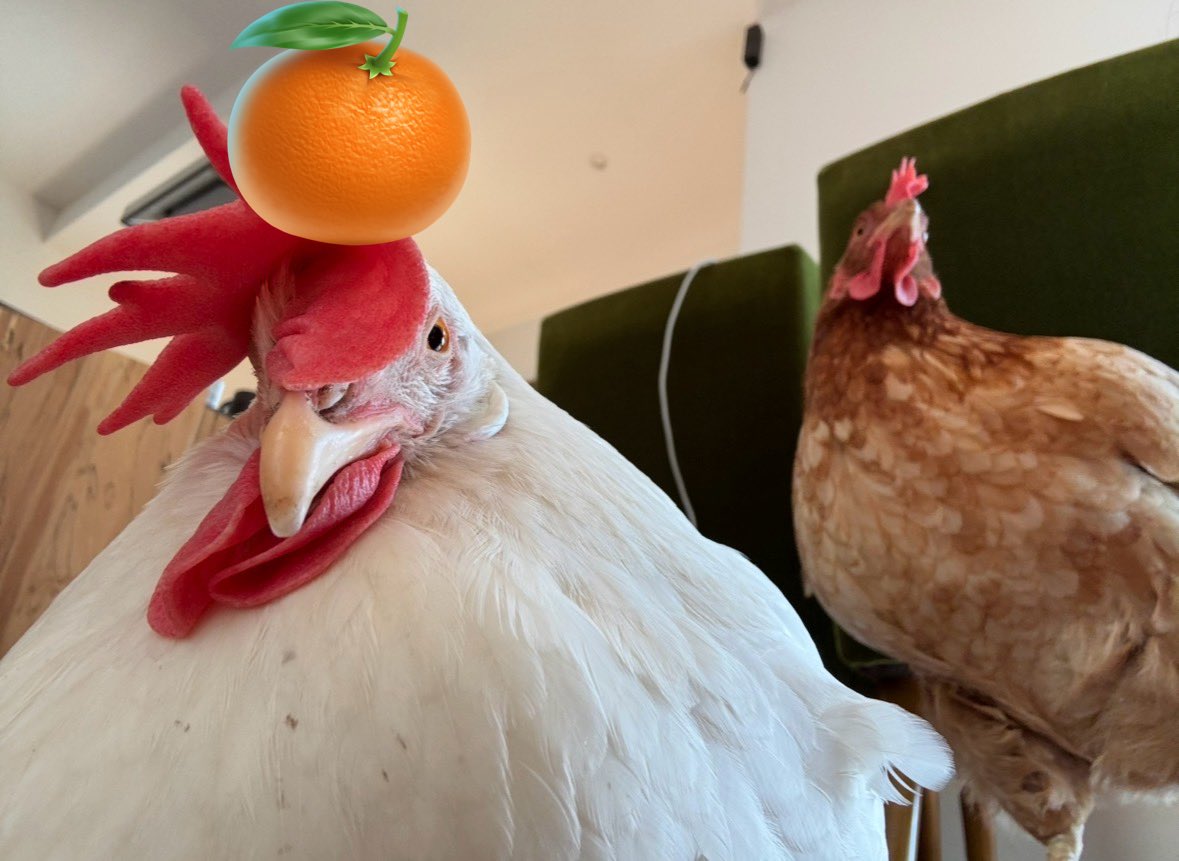 🐓ひよときよ🦃Hiyo & Kiyo🎠 (@mii11119) / Posts / X