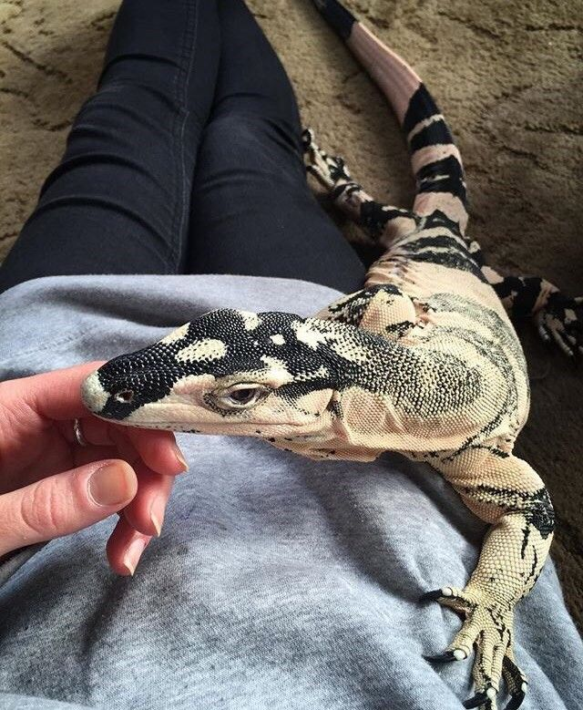 bodhifcks's tweet photo. @VALKYRiEBECK specifically this morph of a lace monitor !!! https://t.co/urHBzIgKHd