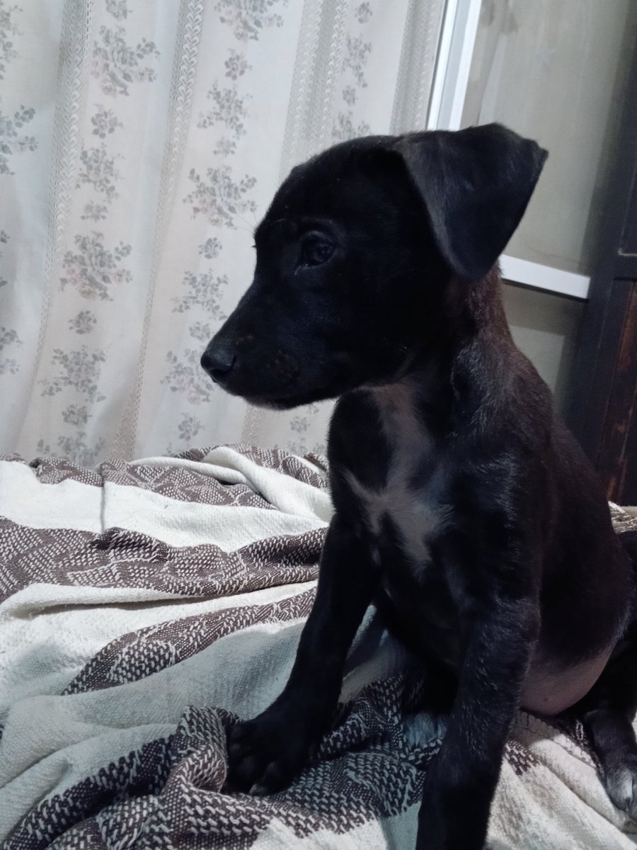 _prettyhell's tweet image. el 5 de julio te fuiste, hoy tu presencia se sintió como nunca, te extrañe mi negra, volviste distinta pero volviste,  te extraño todos los dias