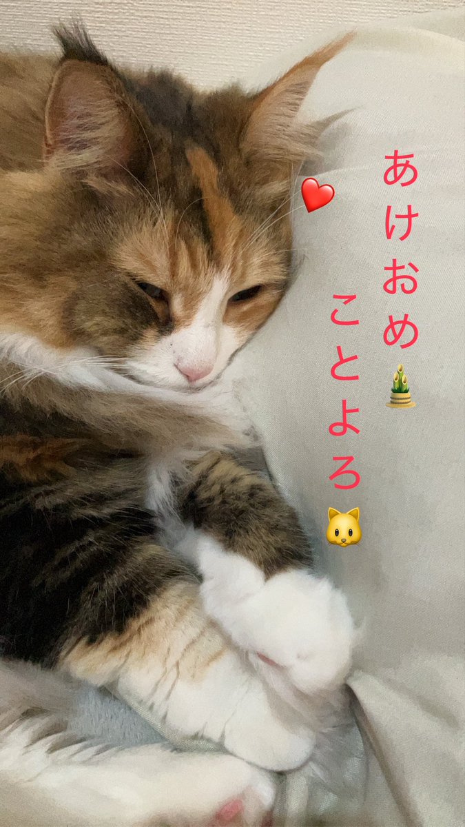 関家の日常 tweet media