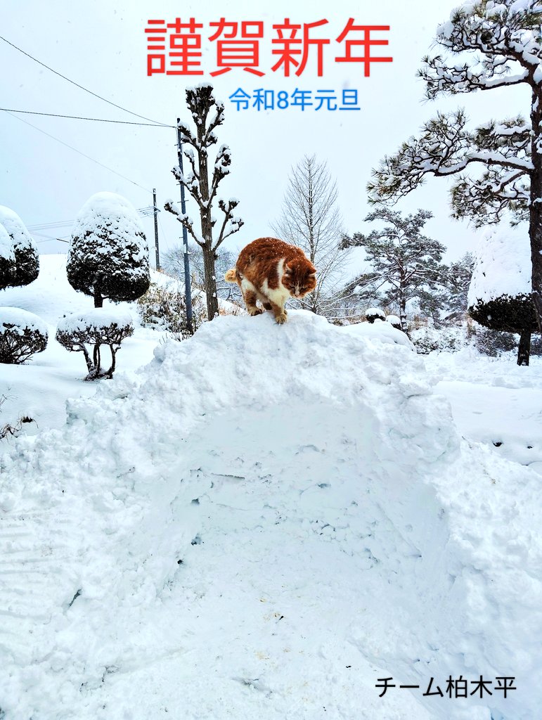 あけましておめでとうございます✨
今年も宜しくお願いいたします🌈
チーム柏木平🐾