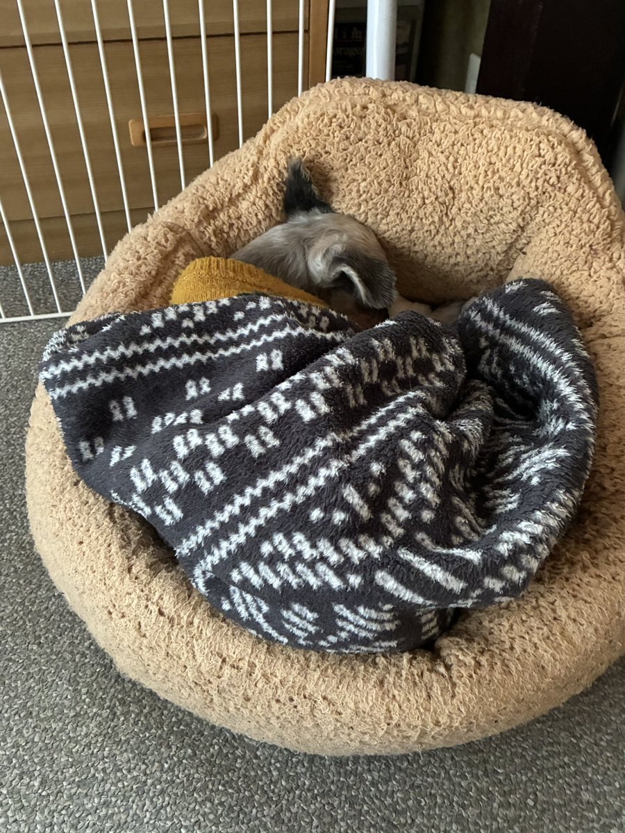 今年は母とうーさんの女子のみのお正月。
いつも小さくお留守番のあるうーさんだけれど、ずっと人が居るのが安心なのかな？今日はずーっと寝ているよ。オヤツのヤギミルクさえ飲まずに寝てる。ずーっと寝てるよ。　そろそろお散歩行かないと寒くなっちゃうなぁ〜