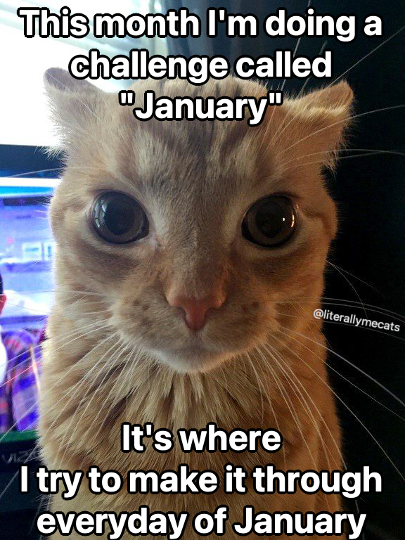 literallymecats's tweet photo. https://t.co/KSo5C9Ddtb