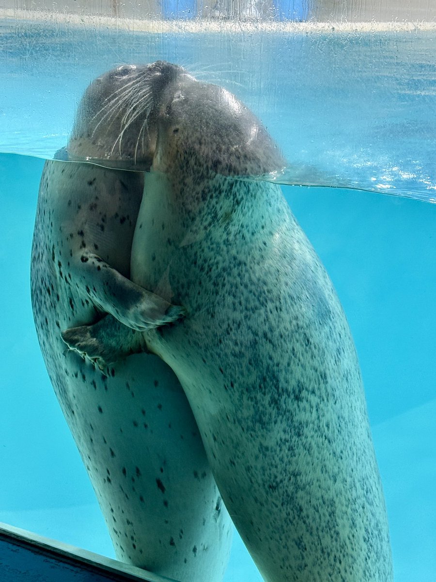 しもだサメバーガー🍔と俺✨, image size:900x1200