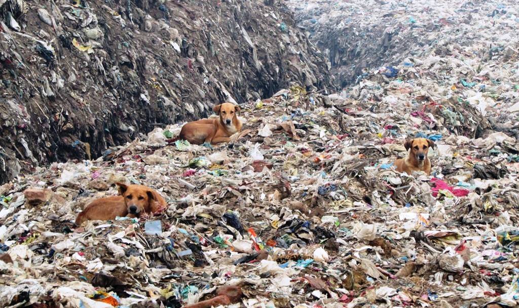 Earth5R tweet media