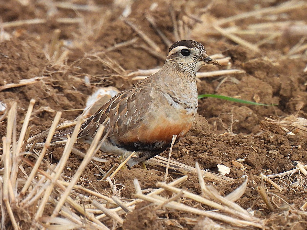 Tim Ballard tweet media