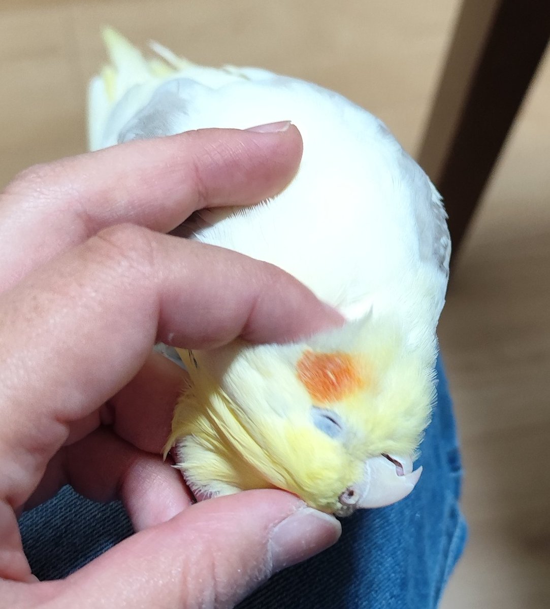 あけましておめでとうございます😊✨️
昨年は低浮上気味でしたが、パスタ様の魅力を伝えるため今年は発信していこうと思います♥♥
皆様の鳥様も癒されるためにたくさん見ます♥
また皆さんよろしくお願いします🙏