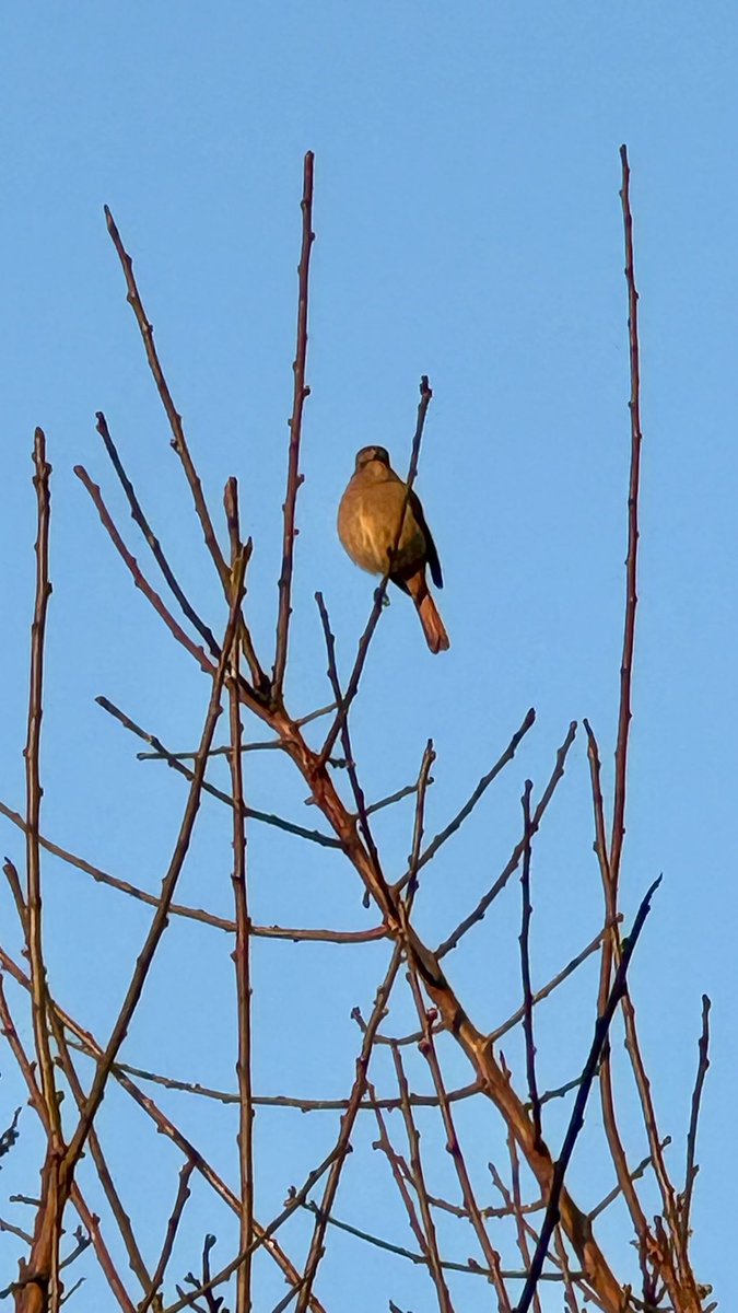 明けまして
おめでとうございます✨
今年の朝は雲ひとつなく快晴☀️
そして、あさひをたっぷり浴びている、ジョウビタキ(*ˊᵕˋ*)