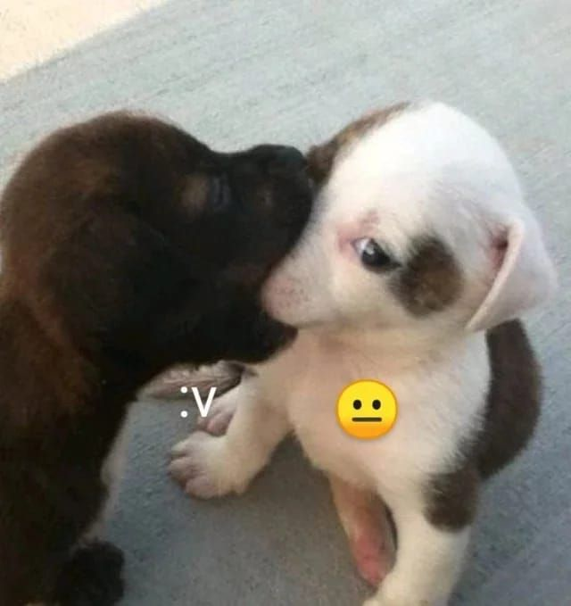 sergioooo tweet media